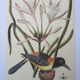 Engraving bird, blue heron, repro Catesby/Seligmann