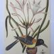 Gravure oiseau, héron bleu, repro Catesby/Seligmann