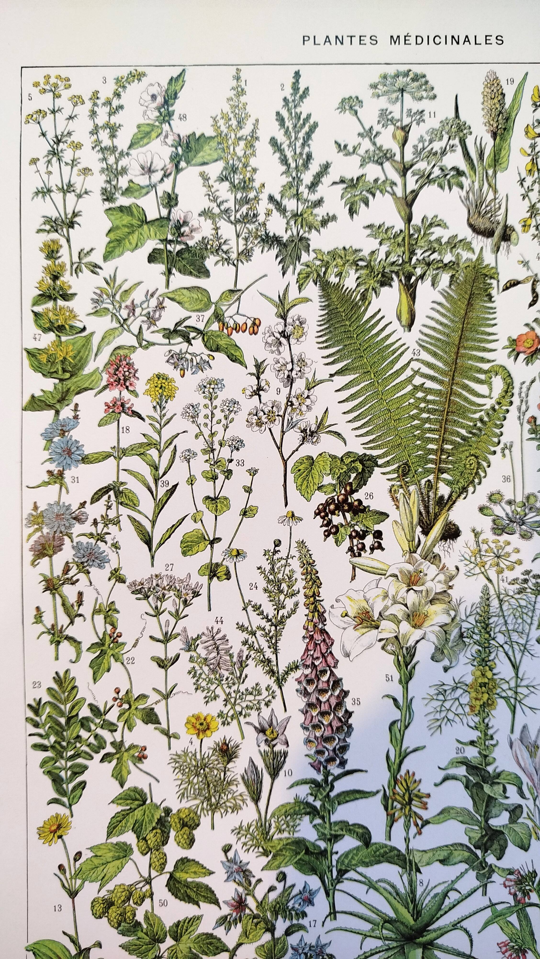 Affiche sur les plantes médicinales "absinthe", d'après une lithographie de 1928