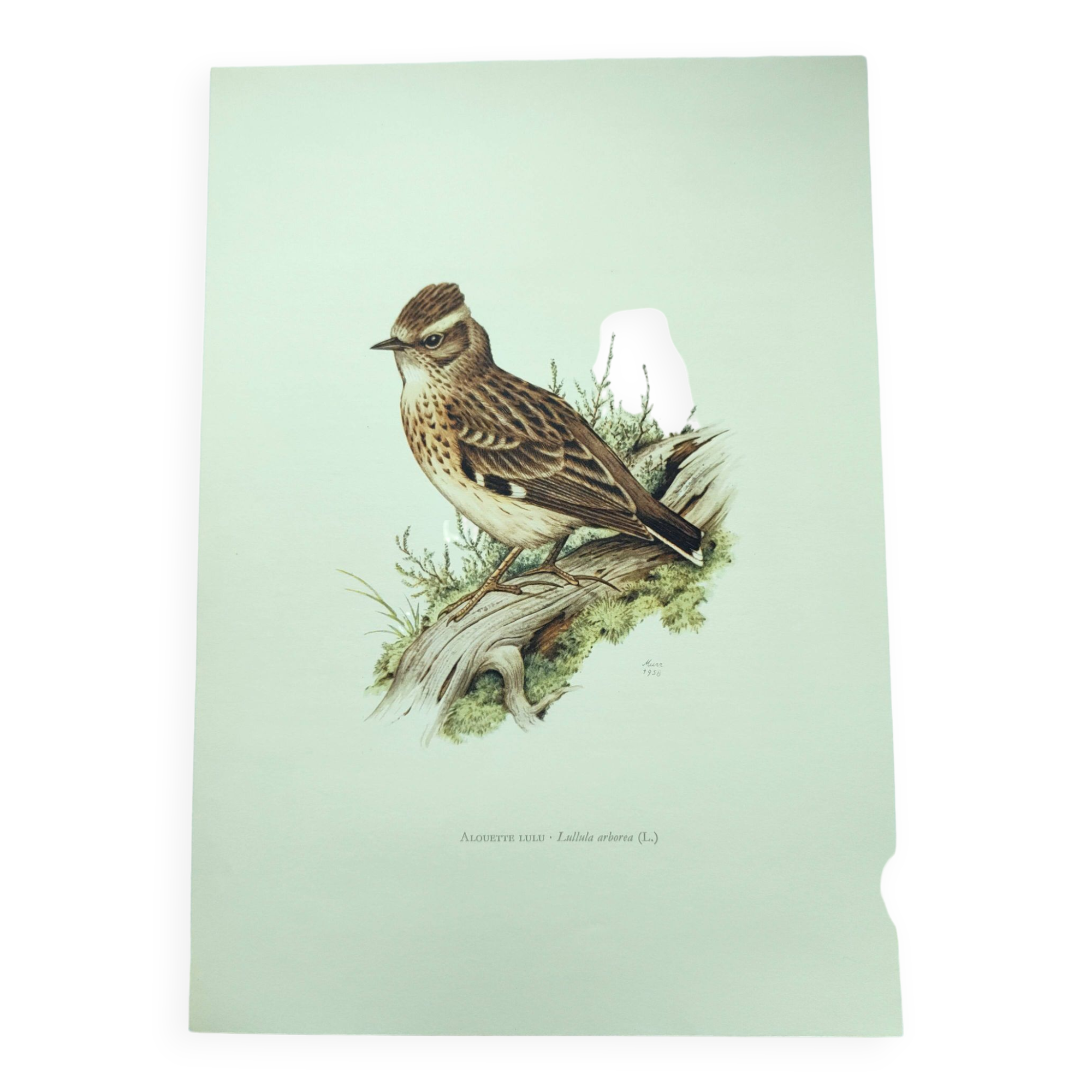 Old vintage bird board from the 60s 🐦 Alouette Lulu 🦜 Ornithological illustration