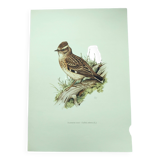 Old vintage bird board from the 60s 🐦 Alouette Lulu 🦜 Ornithological illustration