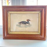 Bird lithographs