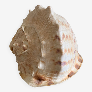 Shell horned helmet 19 cm