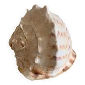 Coquillage casque cornu 19 cm