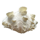 Shell decoration