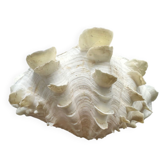 Shell decoration