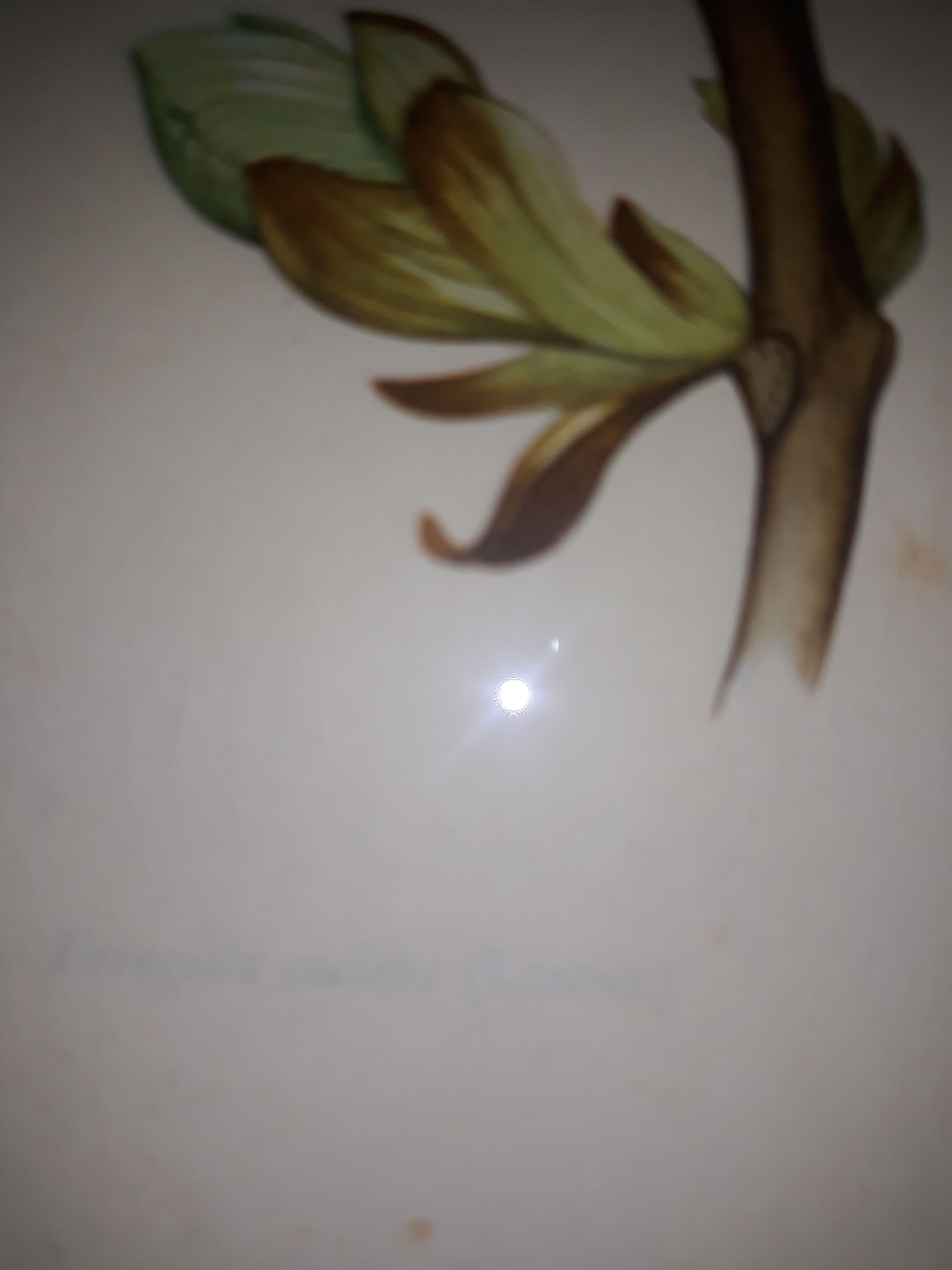 ancient bird brass frame lithograph