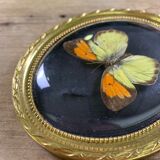 Butterfly under curved frame
