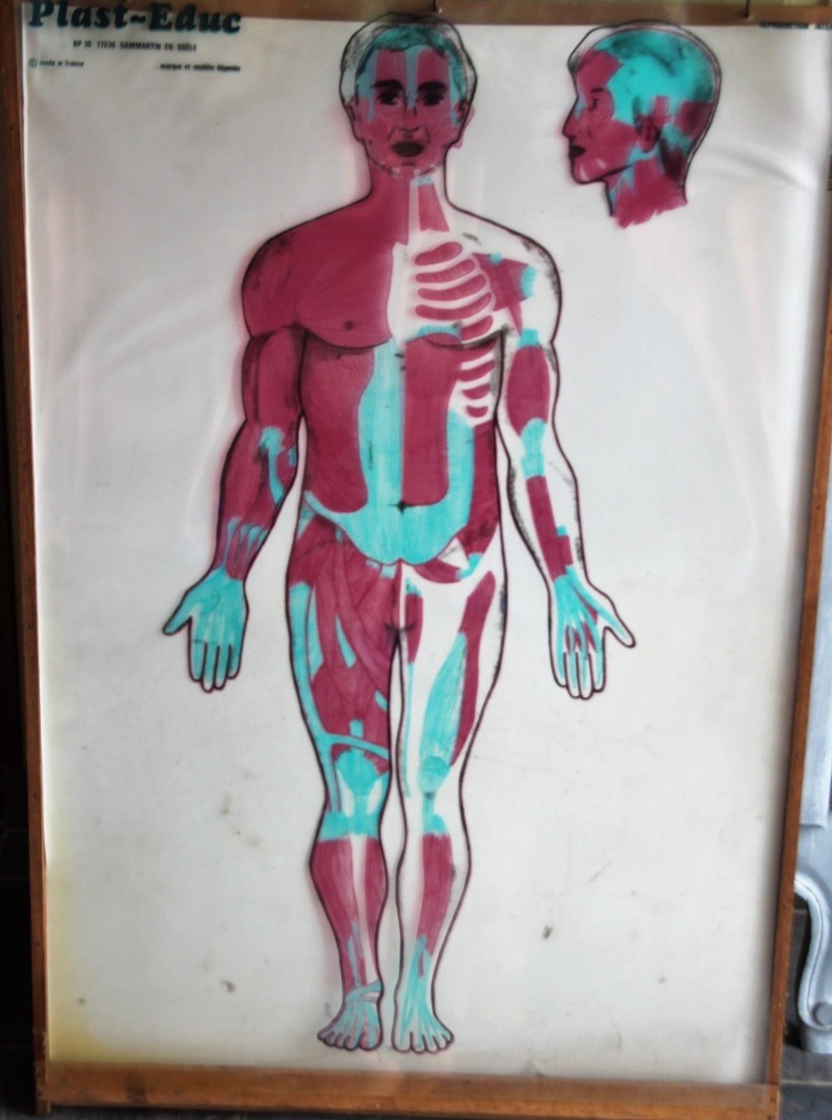 Boards of the human body medicine or school