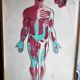 Boards of the human body medicine or school