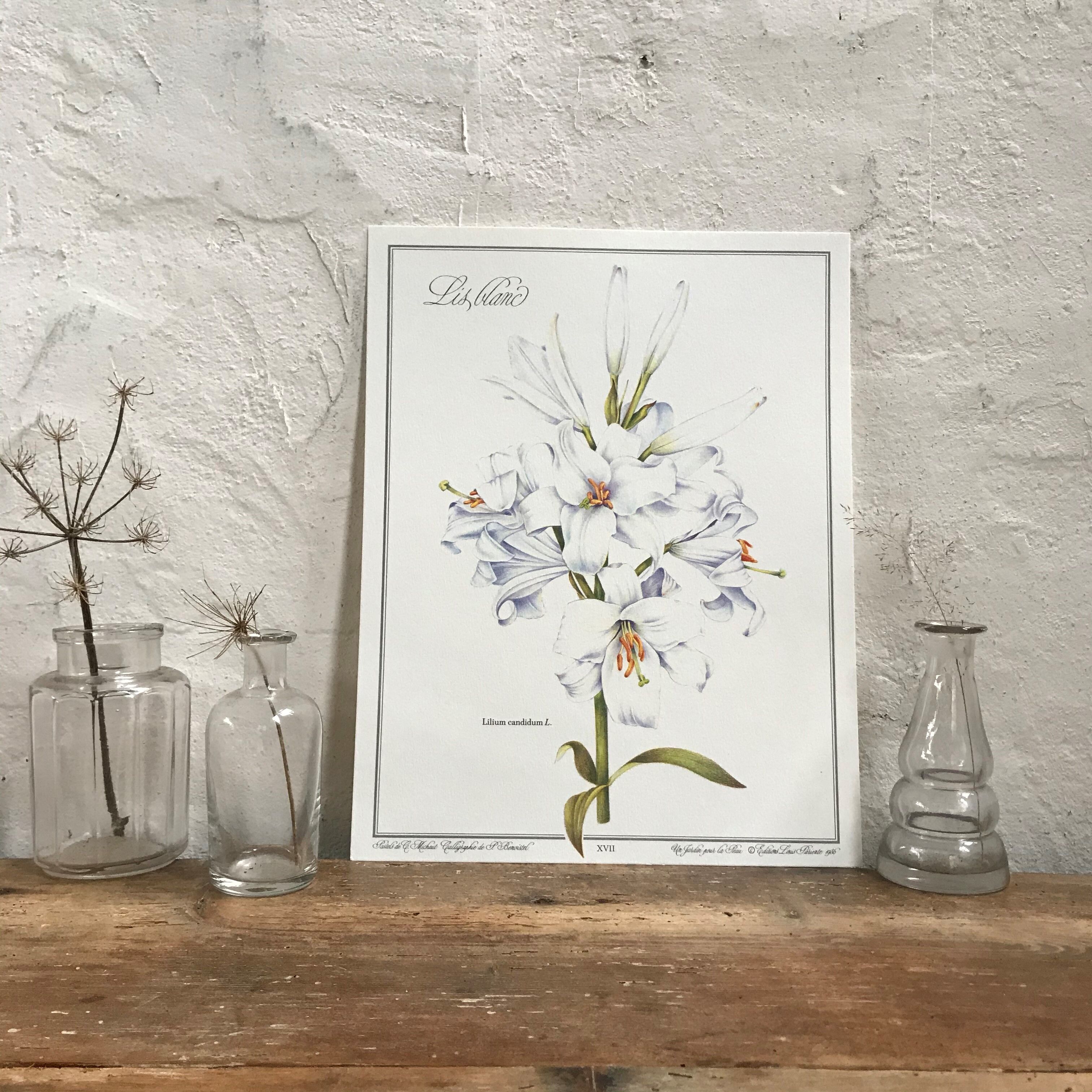 Botanical plank the white lily