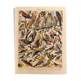 Lithographie sur les oiseaux de 1911