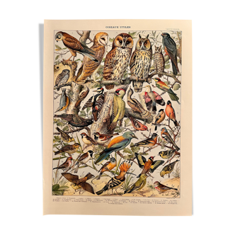 Lithograph on birds from 1911