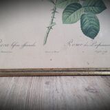 Litho rosier perfumers