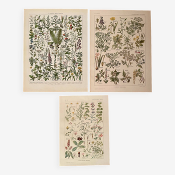 Réservé Stéphanie - Lot de 3 lithos plantes XXe s.