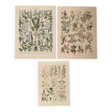 Reserved Stéphanie - Set of 3 20th century plant lithos.
