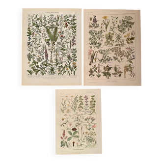 Reserved Stéphanie - Set of 3 20th century plant lithos.