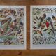 Lithographies originales sur les oiseaux de paradis et de basse-cour