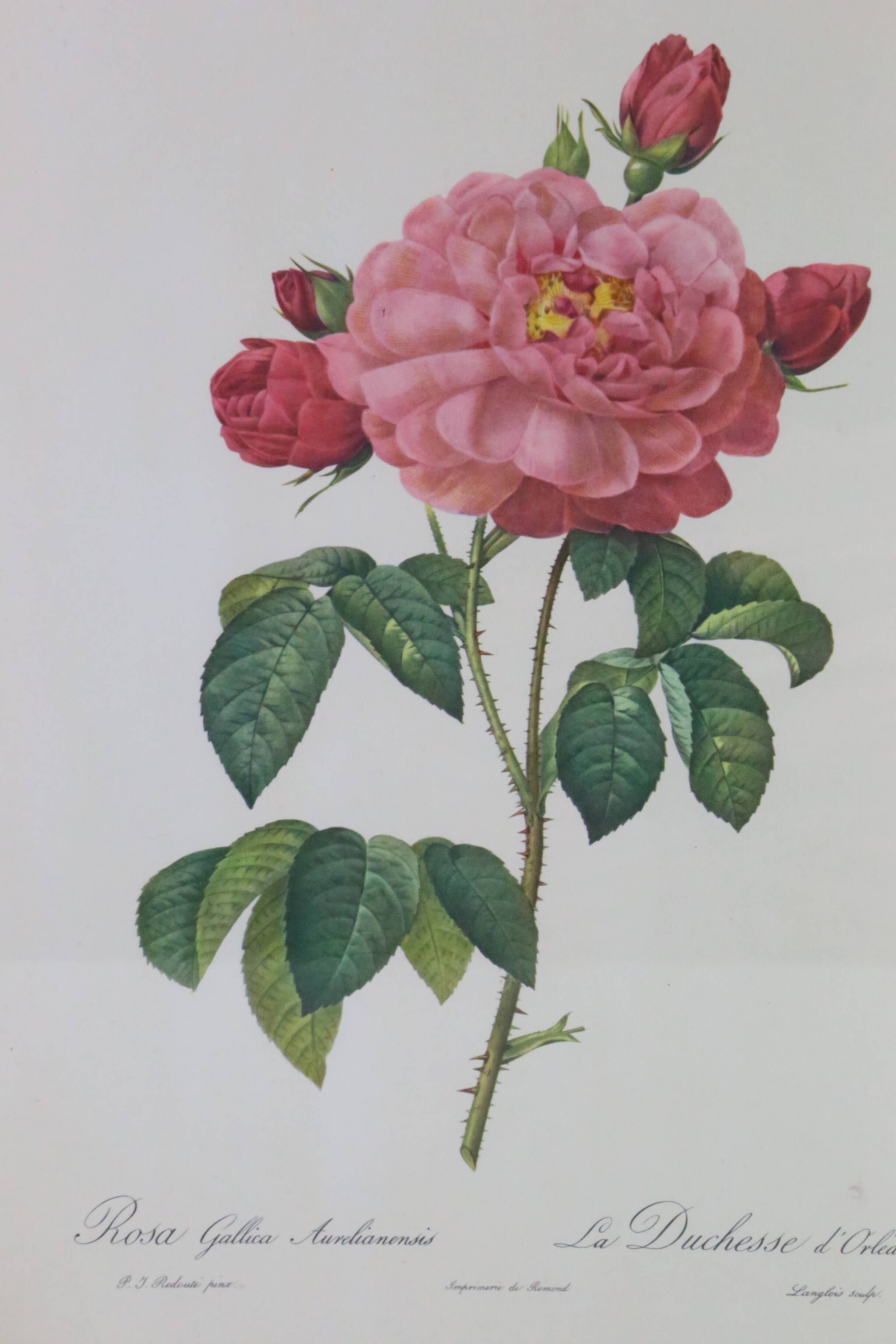 Great Redouté Lithograph