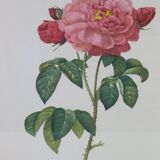 Great Redouté Lithograph
