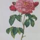 Great Redouté Lithograph