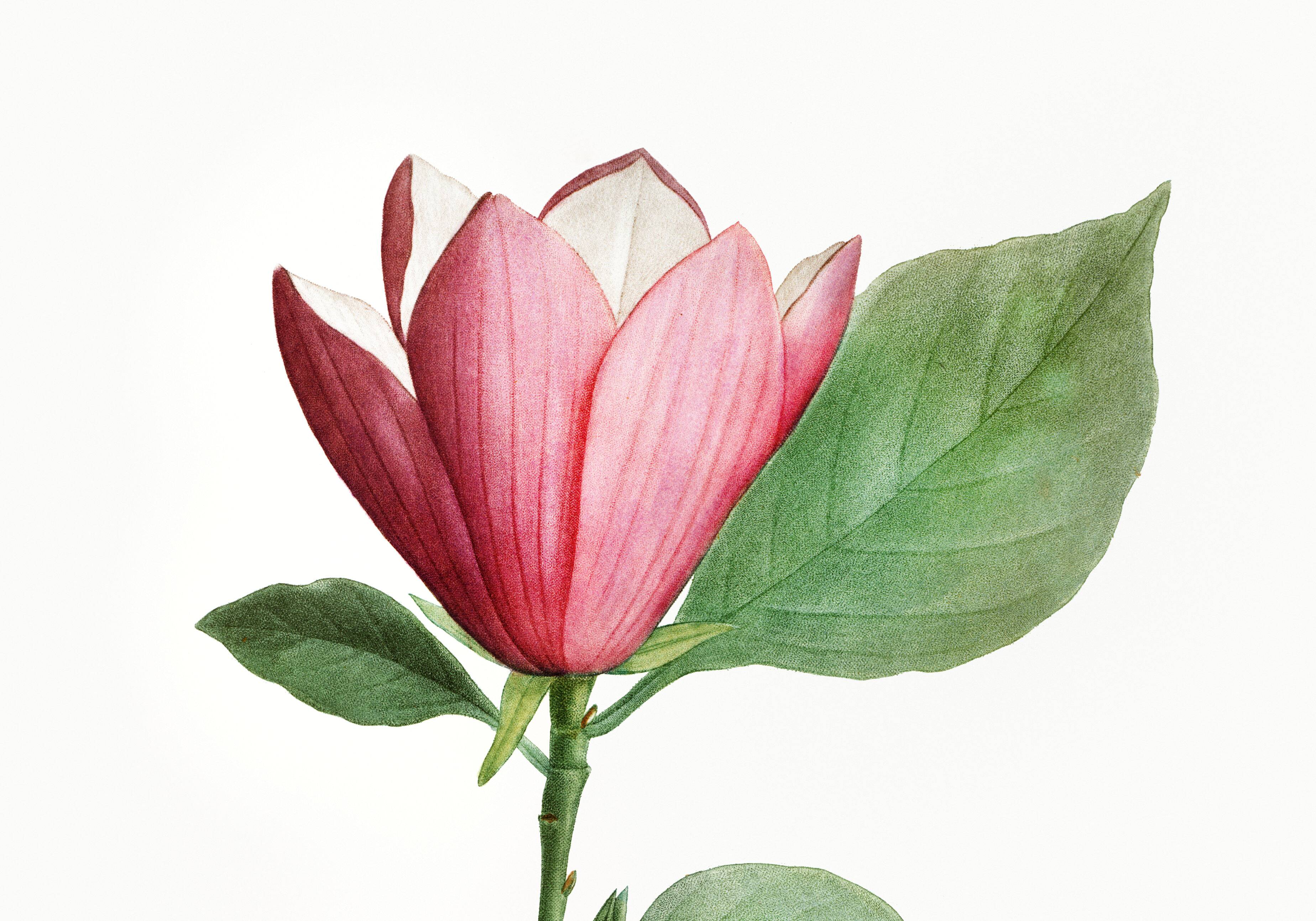 Botanical poster of the Magnolia, based on an old engraving from 1802