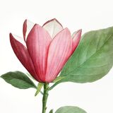 Botanical poster of the Magnolia, based on an old engraving from 1802