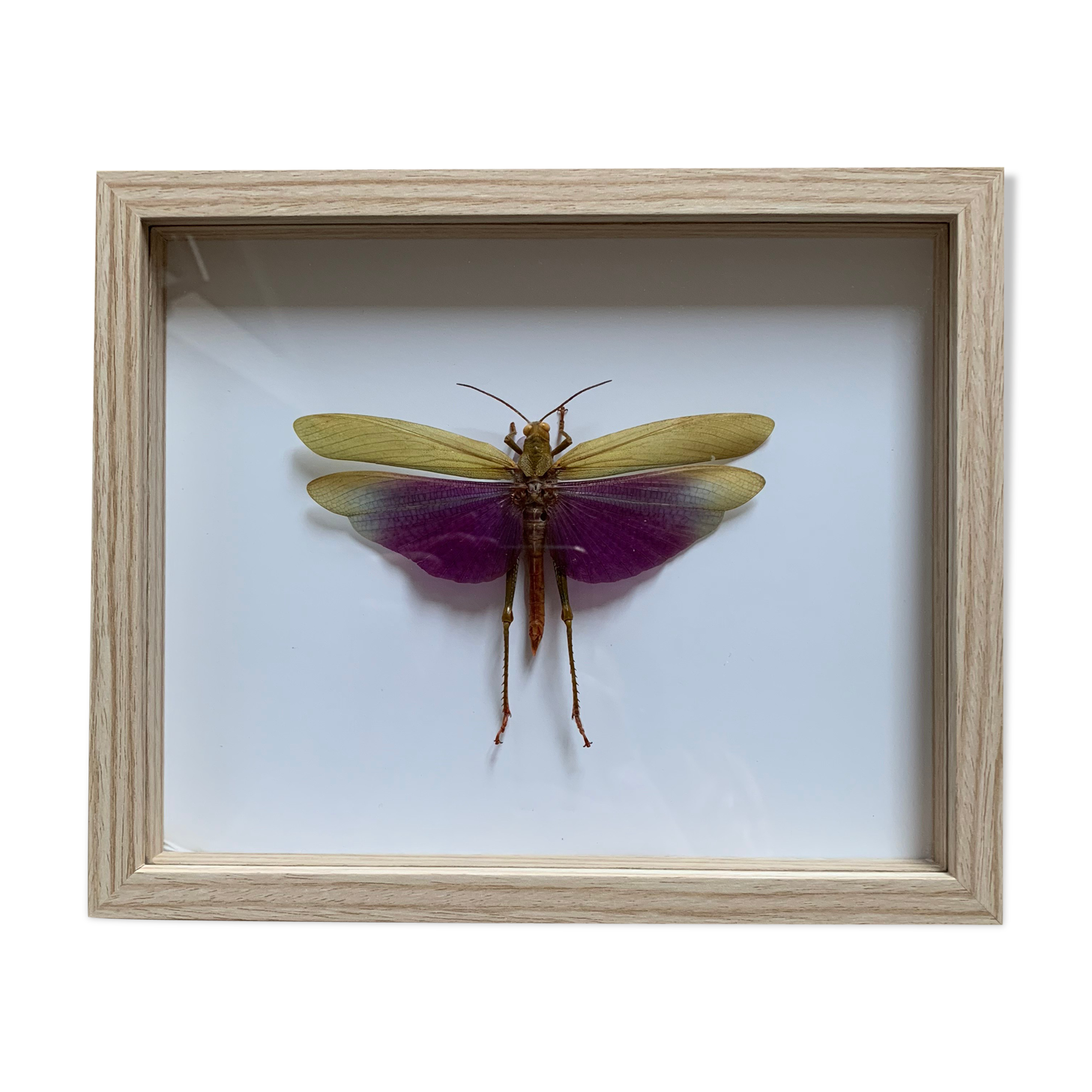 Insect locust under glass