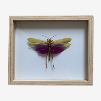 Insecte criquet sous verre