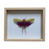 Insect locust under glass