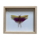 Insect locust under glass