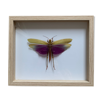 Insecte criquet sous verre