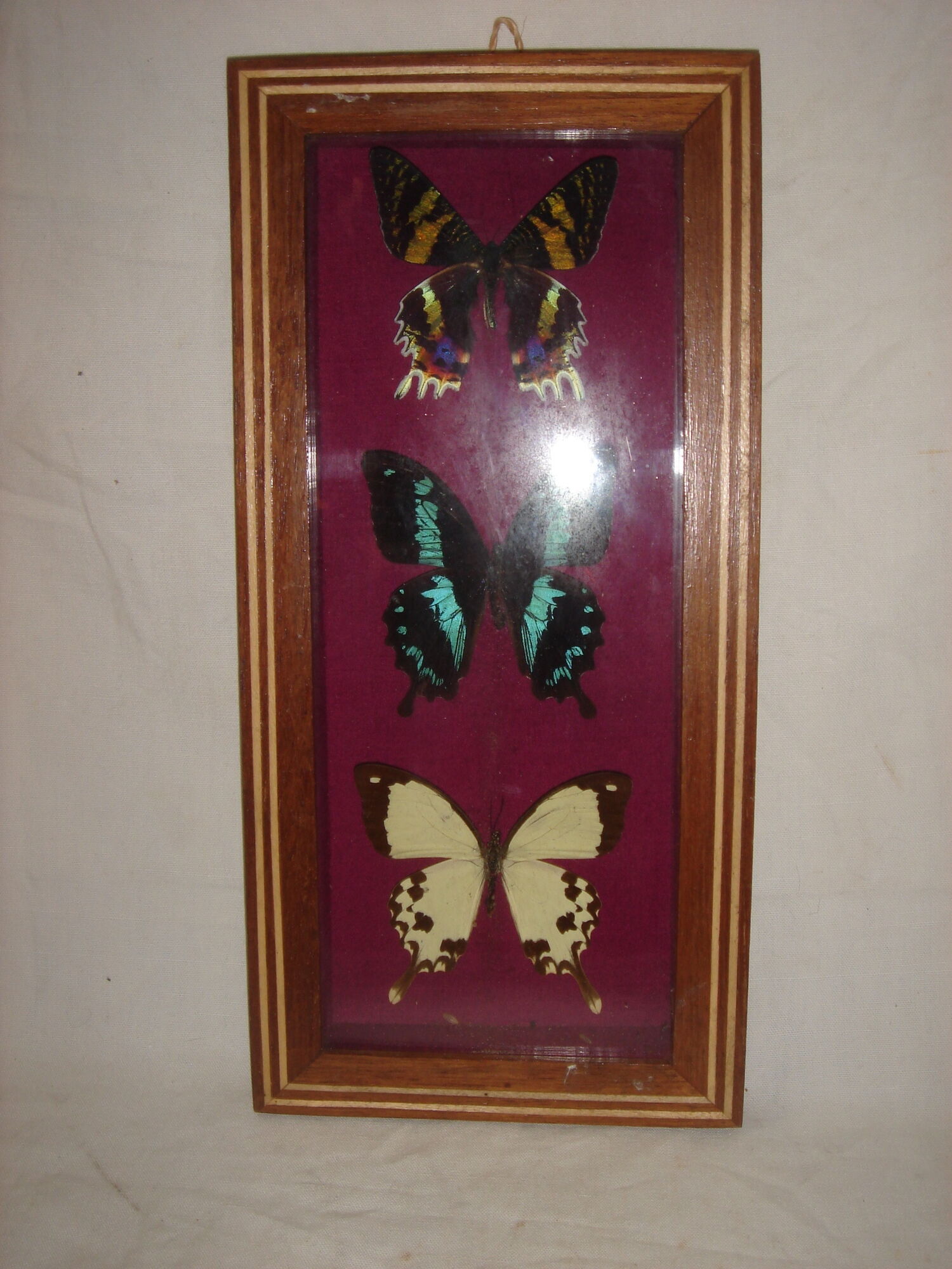 3 butterflies naturalized madagascar under frame wood & glass