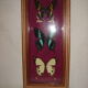 3 butterflies naturalized madagascar under frame wood & glass
