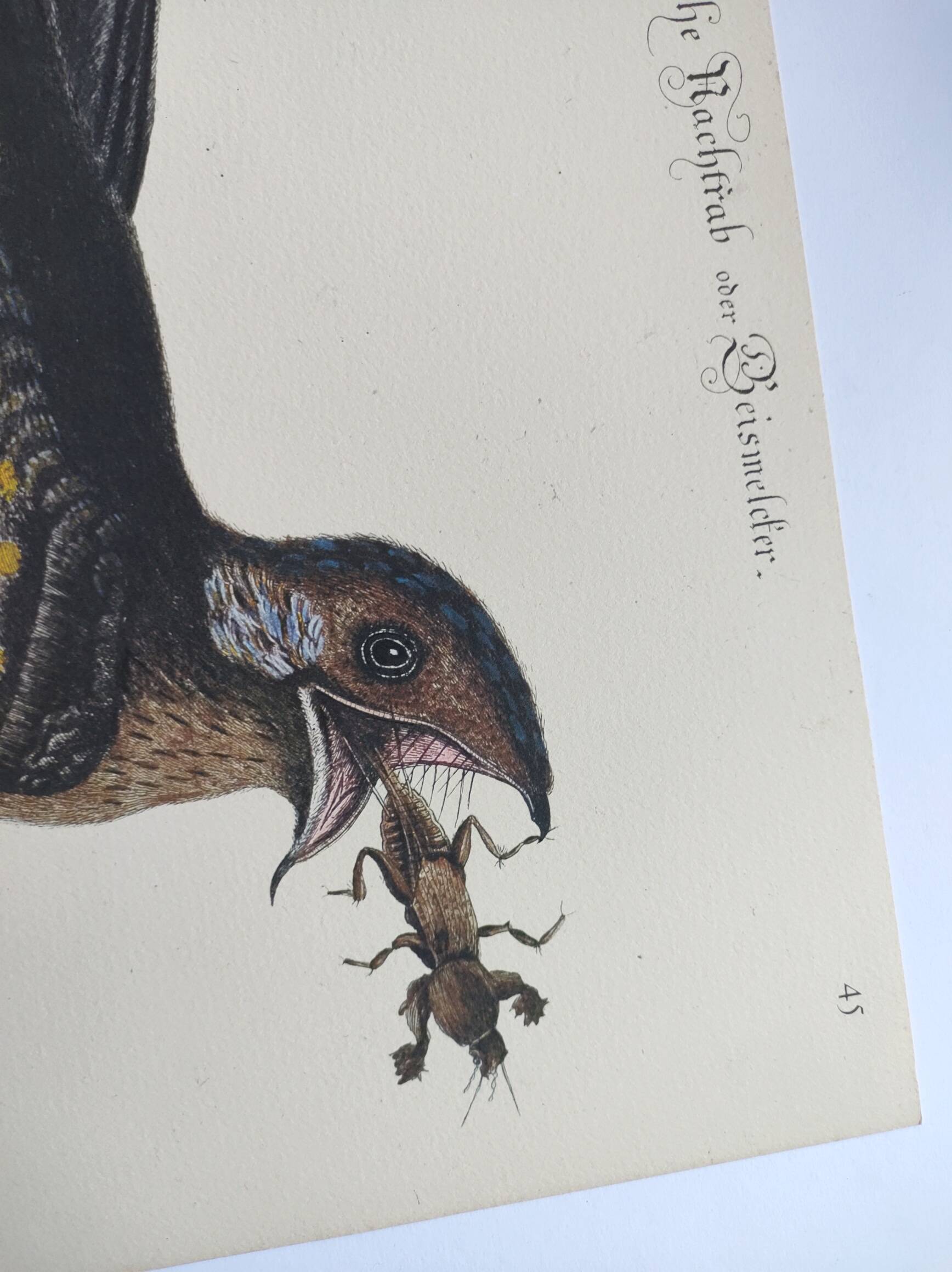 Antique bird engraving - Goat's head - Zoological plate by Seligmann & Catesby