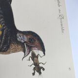 Antique bird engraving - Goat's head - Zoological plate by Seligmann & Catesby