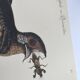Antique bird engraving - Goat's head - Zoological plate by Seligmann & Catesby
