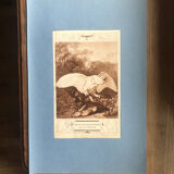 Planche vintage originale oiseau faucon