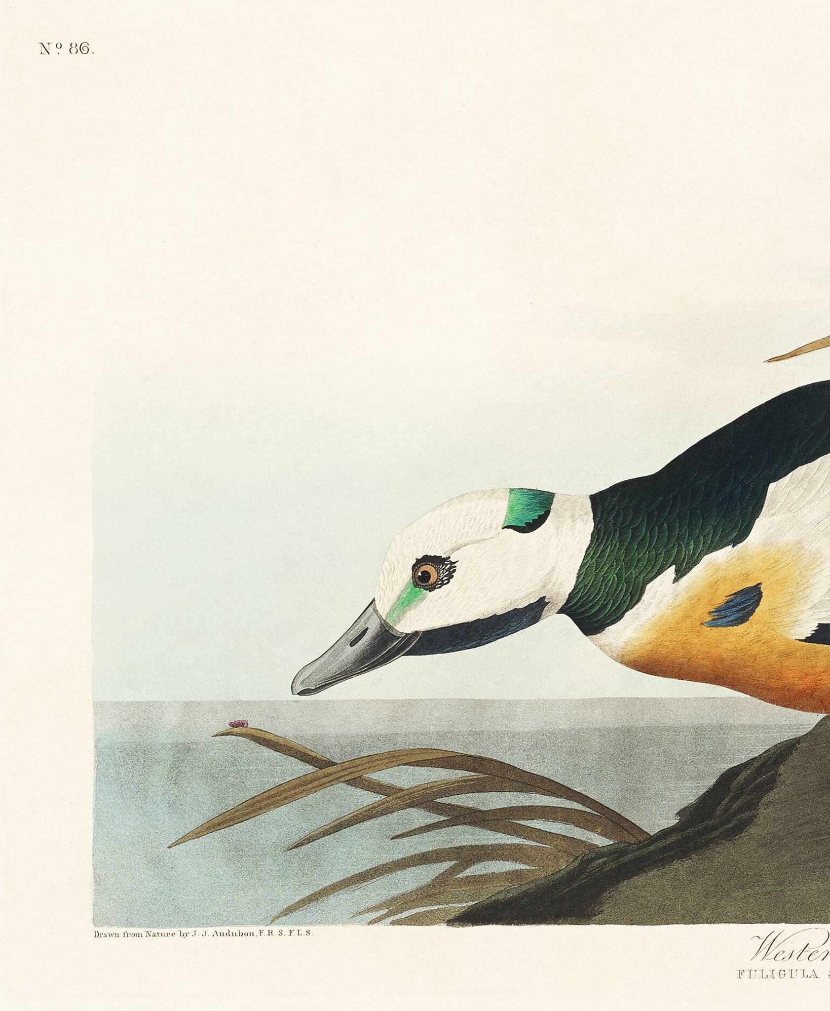 Affiche sur le Garrot d’Islande, d’après une gravure ancienne de 1827.