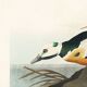 Poster about the Icelandic Goldeneye, based on an old engraving from 1827.