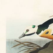 Affiche sur le Garrot d’Islande, d’après une gravure ancienne de 1827.