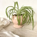 Lotus flower pot cover, 80s