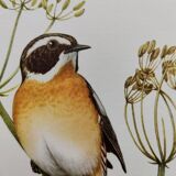 Bird board 1960 🕊️Wheatchat 🕊️ Vintage ornithology illustration