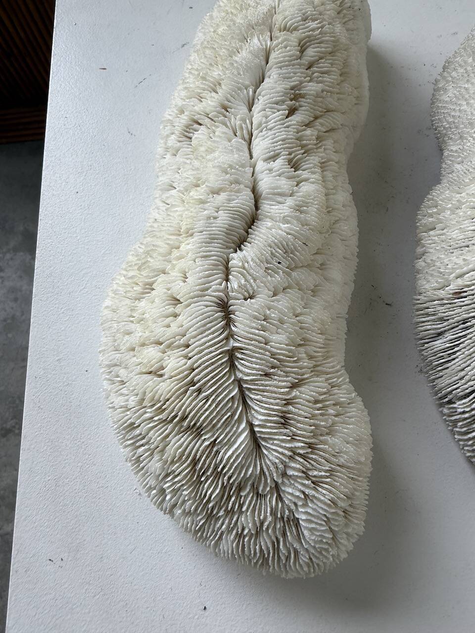 Pair of Fungia "shark cushion" corals