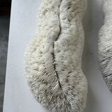 Pair of Fungia "shark cushion" corals