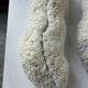 Paire de corail Fungia « coussin de requin »