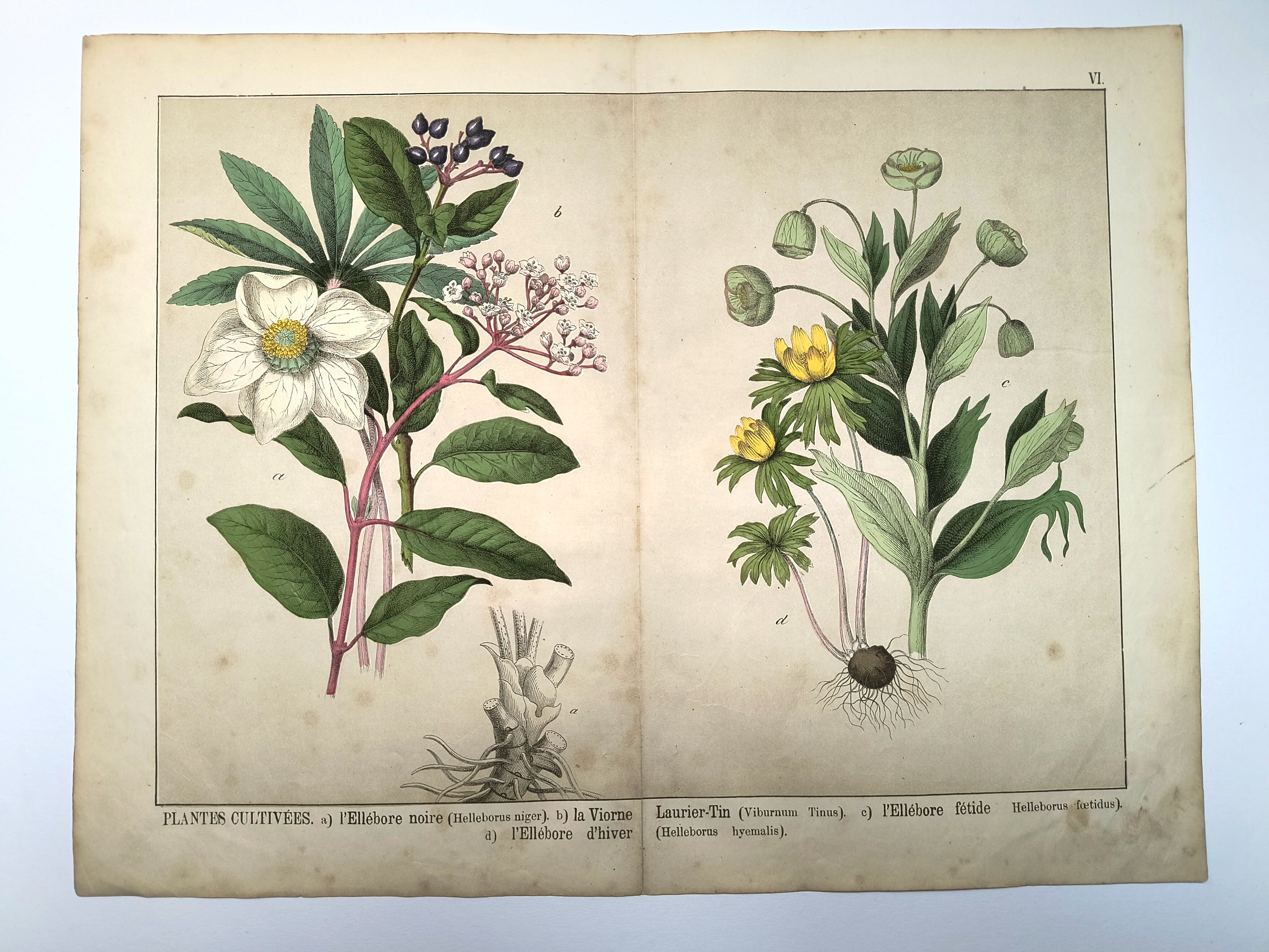Botanical engraving from 1870 - Viburnum - flower plate lithograph poster