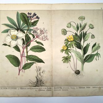 Botanical engraving from 1870 - Viburnum - flower plate lithograph poster