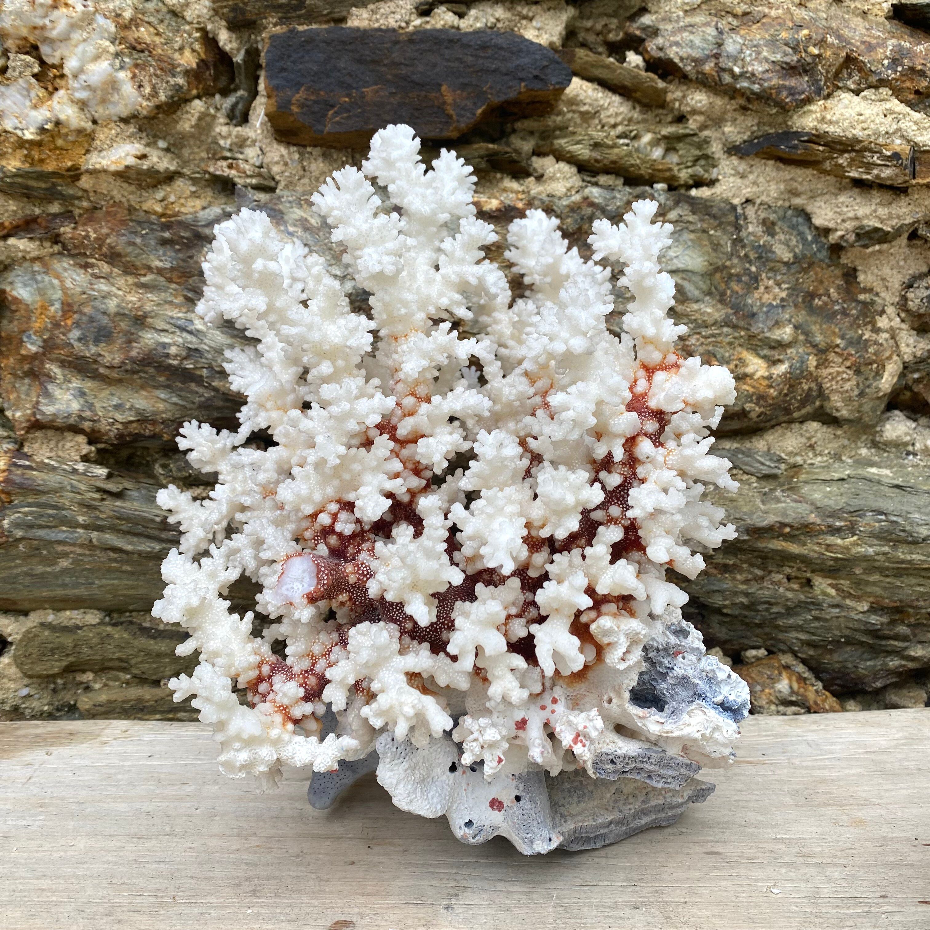 Grand corail blanc