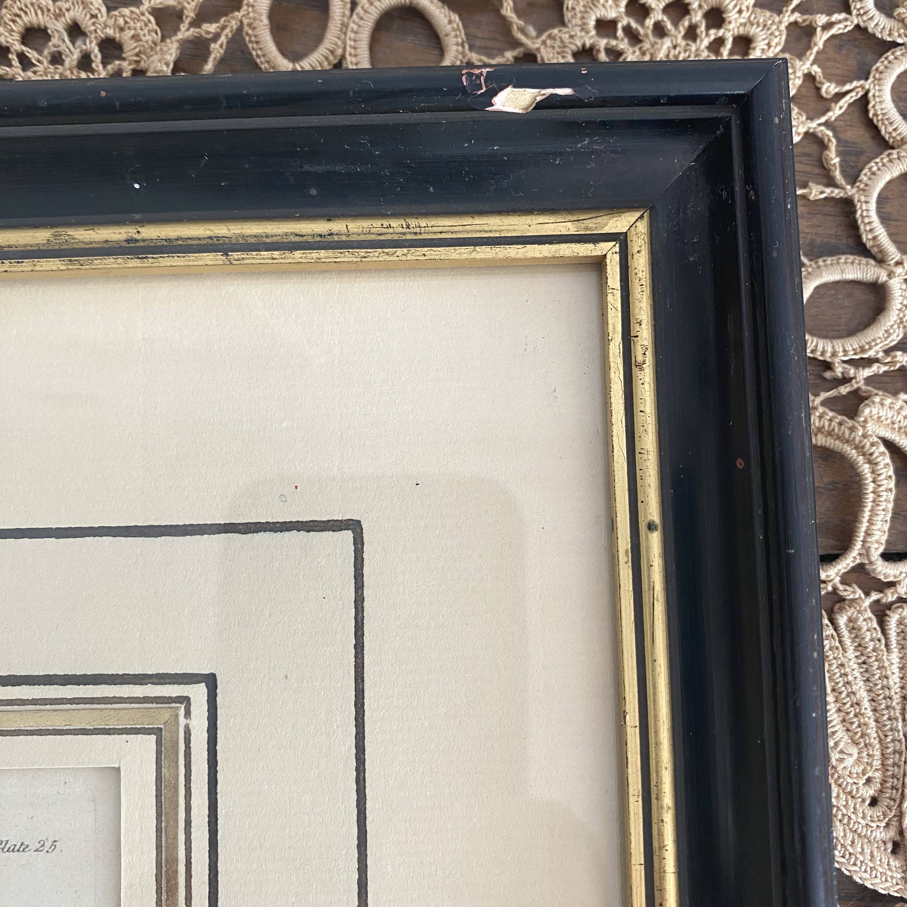 Old framed engraving of birds "red grouse"